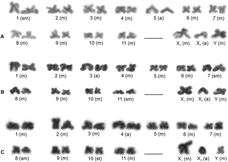 ﻿Karyotype differentiation and male meiosis in European clades of the spider genus <i>Pholcus</i> (Araneae, Pholcidae).