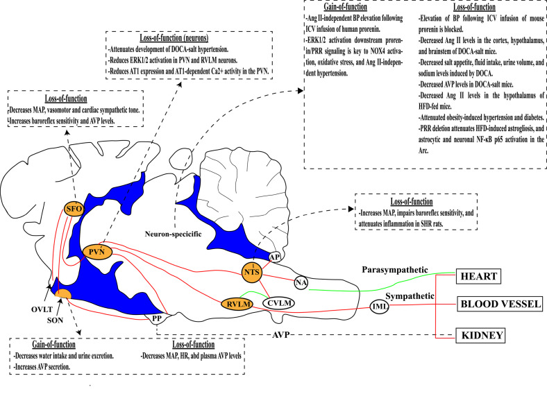 (Pro)renin Receptor and Blood Pressure Regulation: A Focus on the Central Nervous System.