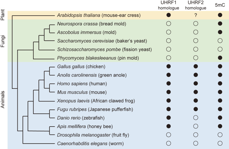 The UHRF protein family in epigenetics, development, and carcinogenesis.