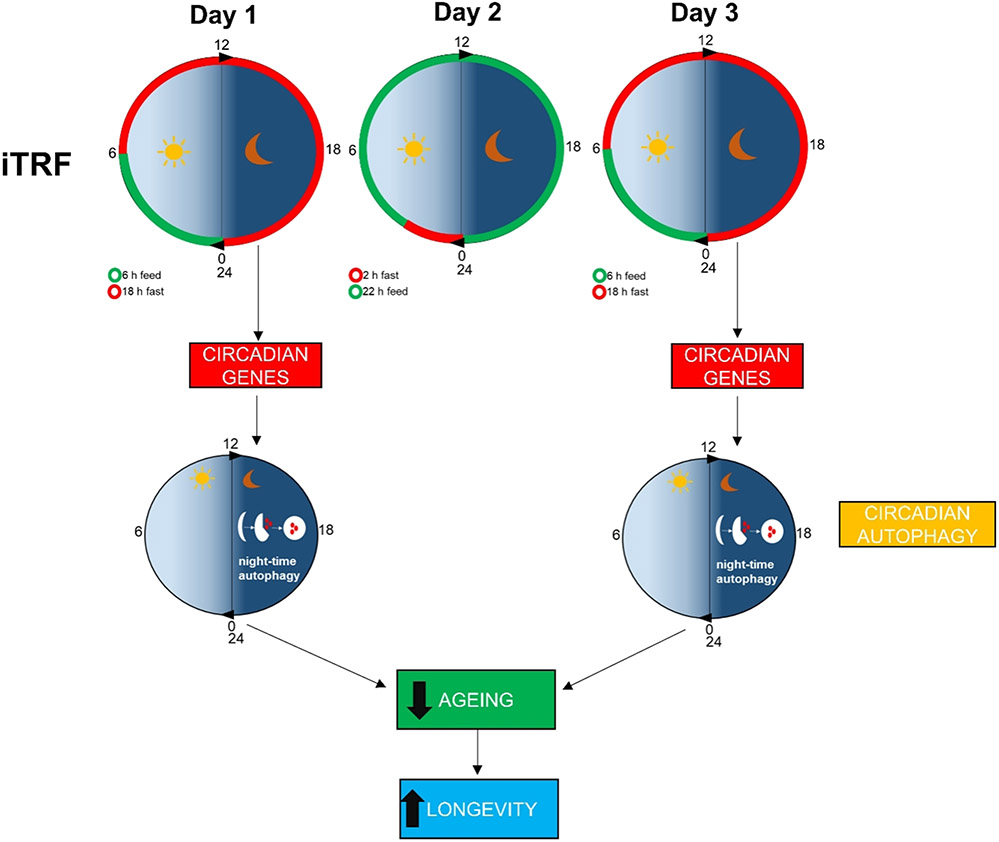 Boosting circadian autophagy by means of intermittent time-restricted feeding: a novel anti-ageing strategy?