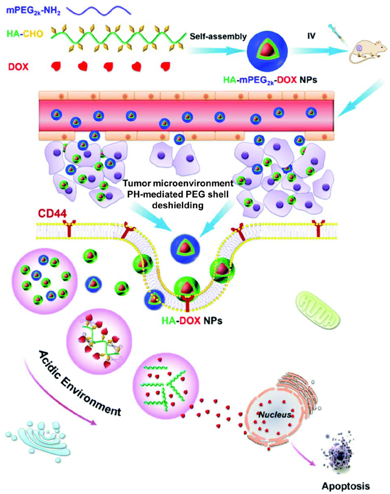 Smart pH-responsive nanomedicines for disease therapy.