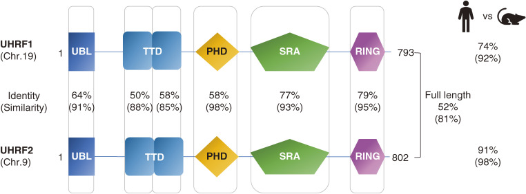 The UHRF protein family in epigenetics, development, and carcinogenesis.