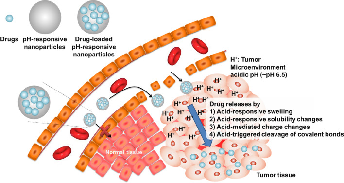 Smart pH-responsive nanomedicines for disease therapy.