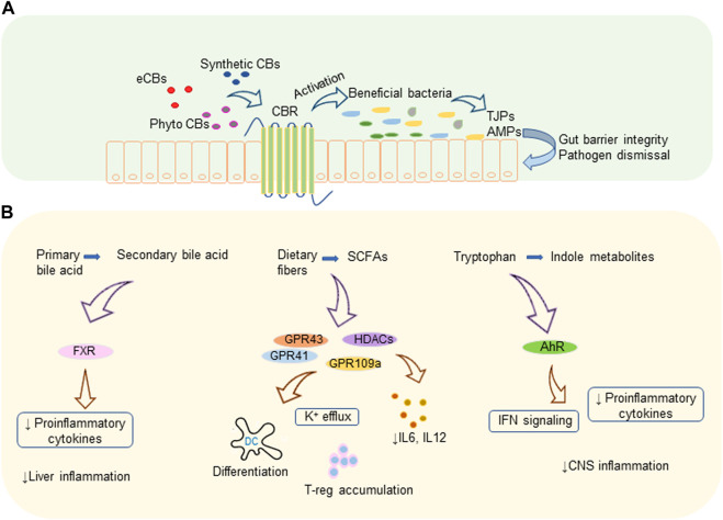 Role of Gut Microbiota in Cannabinoid-Mediated Suppression of Inflammation.