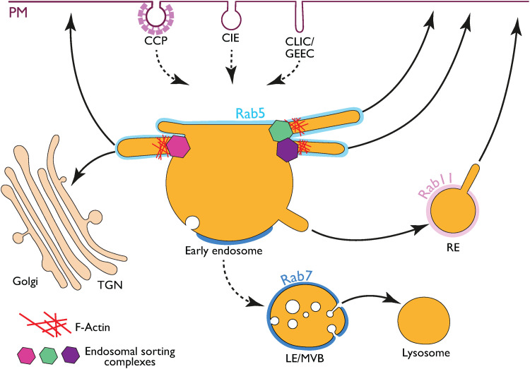 Regulation of Endosomal Sorting and Maturation by ER-Endosome Contact Sites.