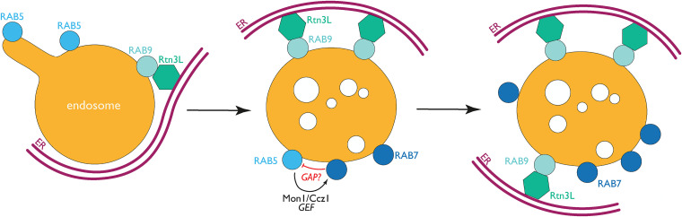 Regulation of Endosomal Sorting and Maturation by ER-Endosome Contact Sites.