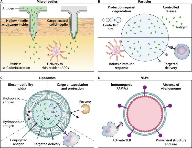 Bioengineering Strategies for Developing Vaccines against Respiratory Viral Diseases.