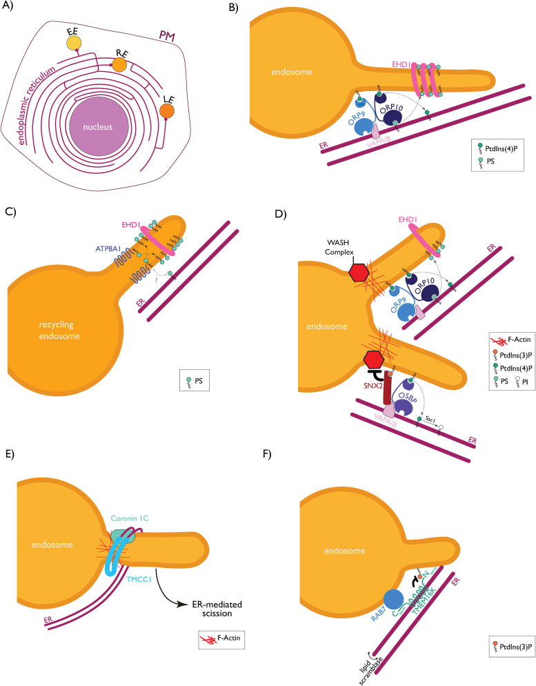 Regulation of Endosomal Sorting and Maturation by ER-Endosome Contact Sites.