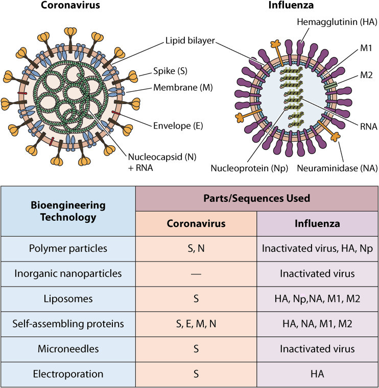 Bioengineering Strategies for Developing Vaccines against Respiratory Viral Diseases.