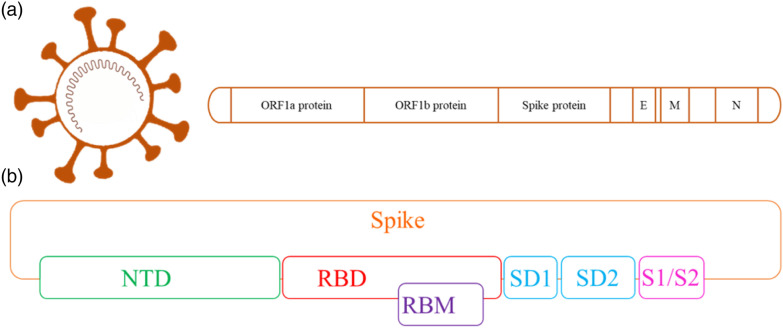 Omicron variant of SARS-CoV-2 infection elicits cross-protective immunity in people who received boosters or infected with variant strains.