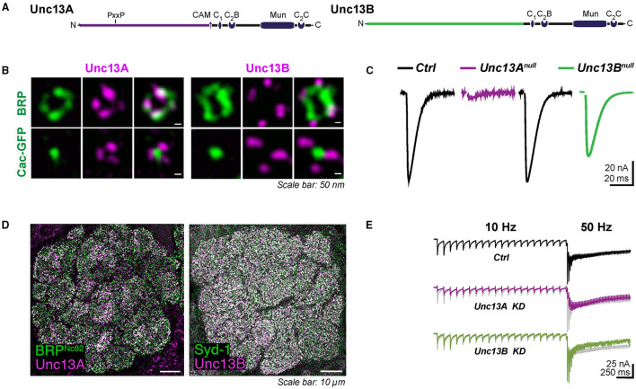 (M)Unc13s in Active Zone Diversity: A <i>Drosophila</i> Perspective.