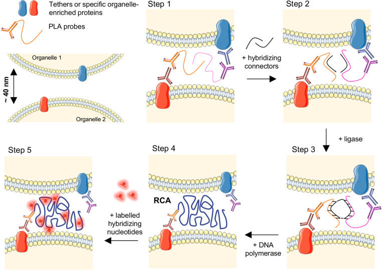 Get Closer to the World of Contact Sites: A Beginner's Guide to Proximity-Driven Fluorescent Probes.