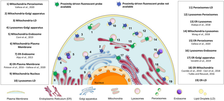 Get Closer to the World of Contact Sites: A Beginner's Guide to Proximity-Driven Fluorescent Probes.