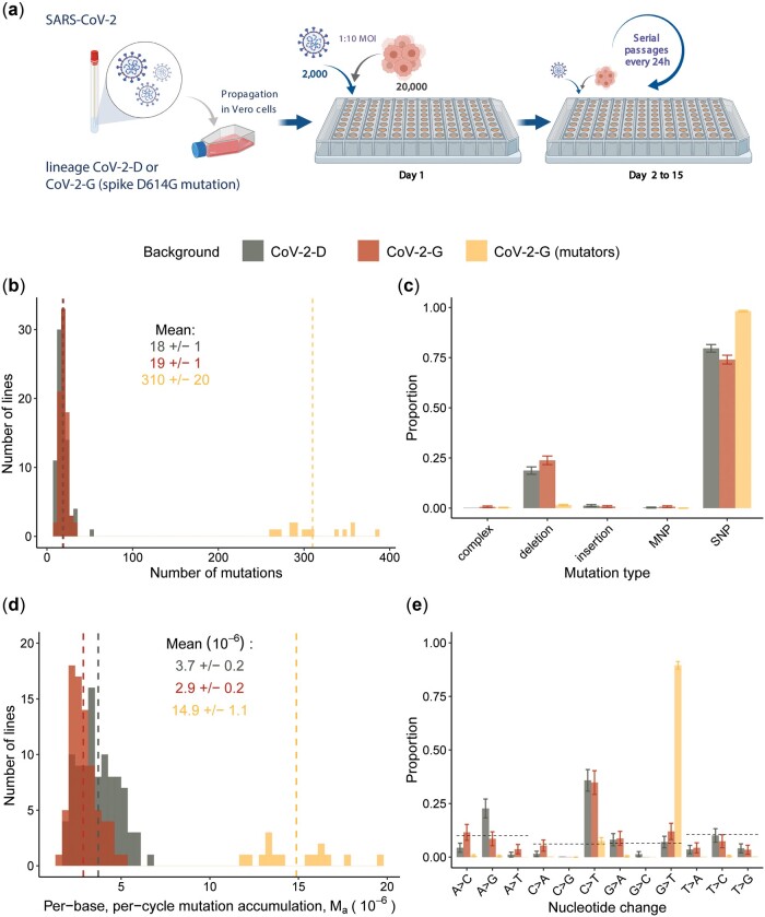 Mutation rate of SARS-CoV-2 and emergence of mutators during experimental evolution.