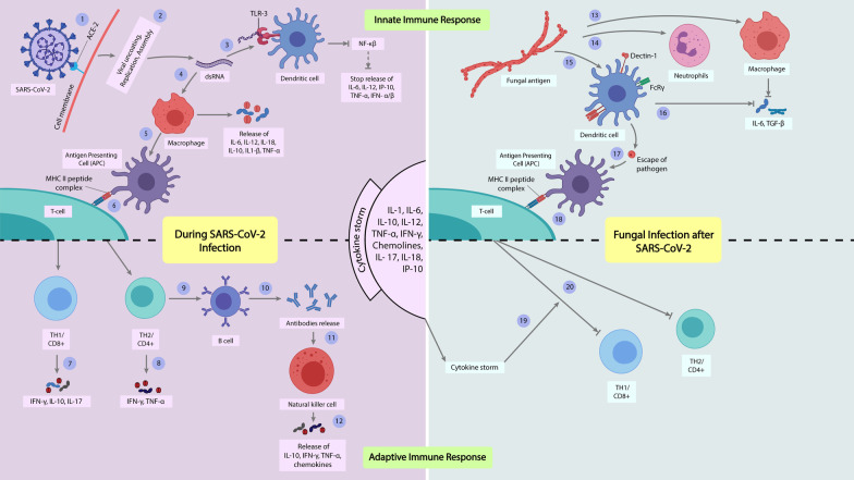 Coinfection of fungi with SARS-CoV-2 is a detrimental health risk for COVID-19 patients.