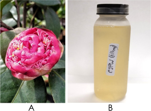 Brewing and biochemical characterization of <i>Camellia japonica</i> petal wine with comprehensive discussion on metabolomics.