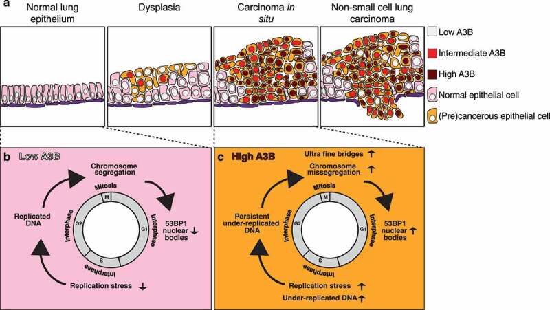 APOBEC3 as a driver of genetic intratumor heterogeneity.