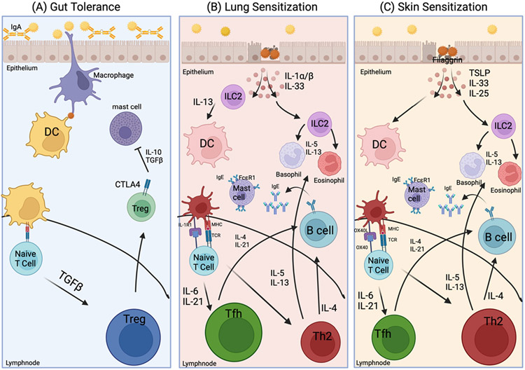 Understanding sex differences in the allergic immune response to food.