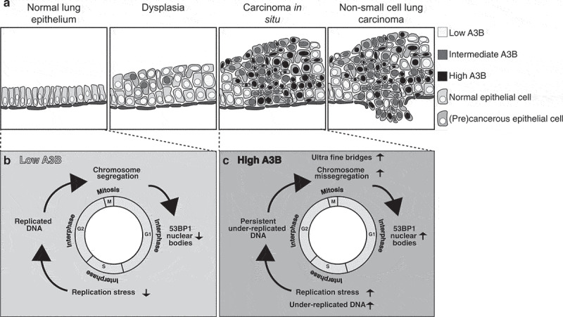 APOBEC3 as a driver of genetic intratumor heterogeneity.