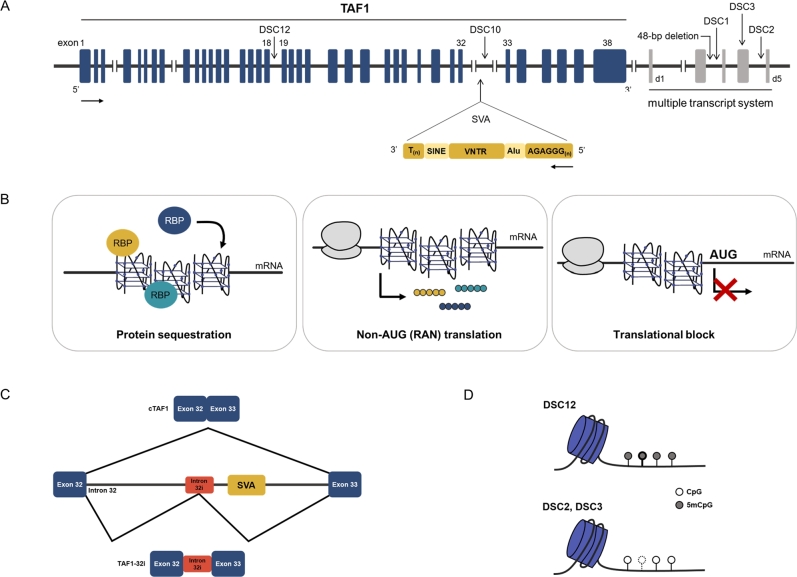 X-linked dystonia-parkinsonism: over and above a repeat disorder.