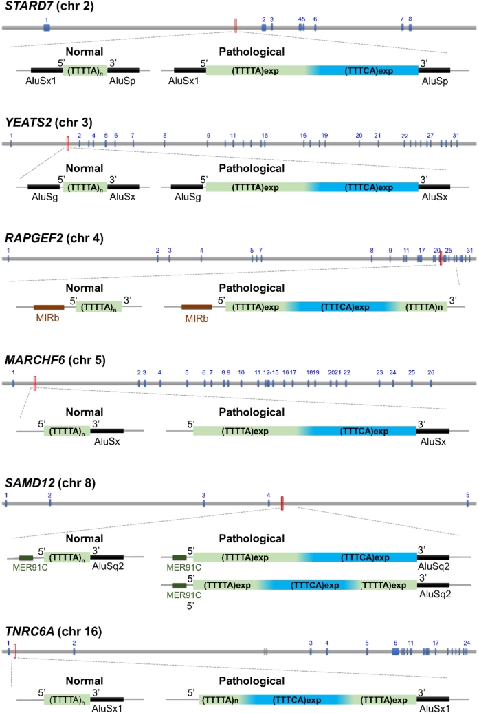 Familial adult myoclonic epilepsy (FAME): clinical features, molecular characteristics, pathophysiological aspects and diagnostic work-up.