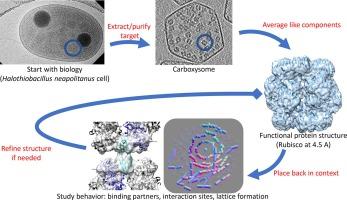 Subtomogram averaging for biophysical analysis and supramolecular context