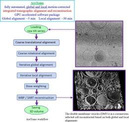 AreTomo: An integrated software package for automated marker-free, motion-corrected cryo-electron tomographic alignment and reconstruction