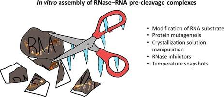 Not making the cut: Techniques to prevent RNA cleavage in structural studies of RNase–RNA complexes