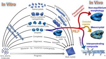 Colloid assembly and transformation (CAT): The relationship of PILP to biomineralization