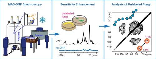 Solid-state NMR analysis of unlabeled fungal cell walls from Aspergillus and Candida species