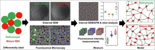 Multimodal imaging reveals membrane skeleton reorganisation during reticulocyte maturation and differences in dimple and rim regions of mature erythrocytes