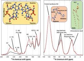 In-cell DNP NMR reveals multiple targeting effect of antimicrobial peptide