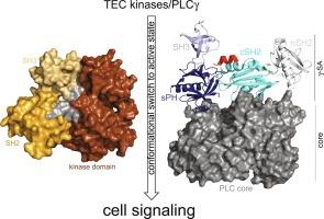 Conformational switches that control the TEC kinase – PLCγ signaling axis