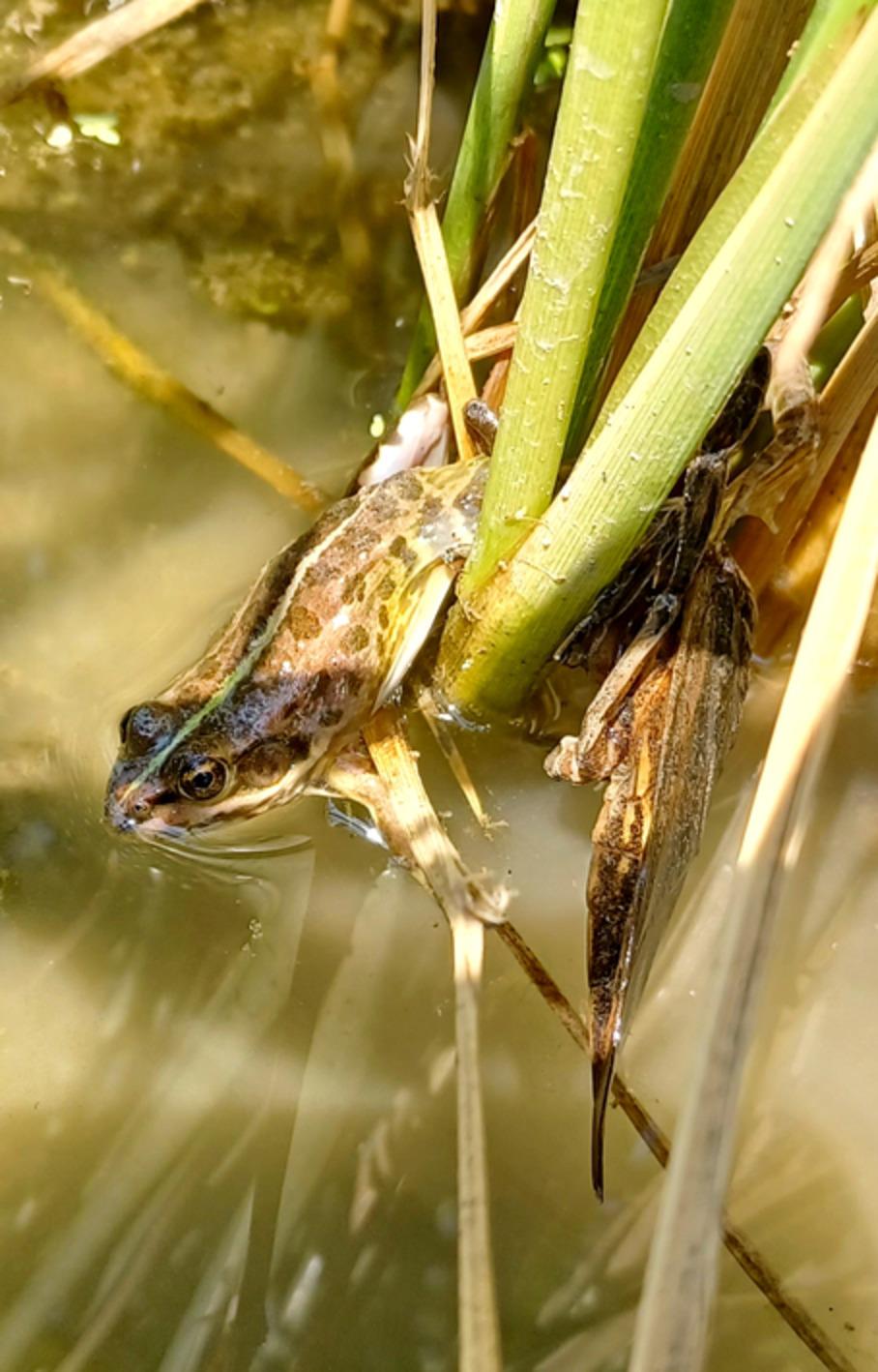 Predation of the Balkan frog Pelophylax kurtmuelleri (Gayda, 1940) (Anura: Ranidae) by the giant water bug Lethocerus patruelis (Stål, 1854) (Hemiptera: Heteroptera: Belostomatidae)