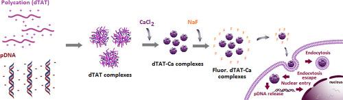 The fluorination effect on the transfection efficacy of cell penetrating peptide complexes