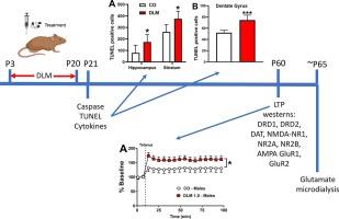 Developmental deltamethrin: Sex-specific hippocampal effects in Sprague Dawley rats