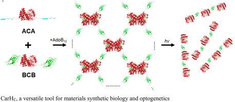 B12-dependent photoreceptor protein as an emerging tool for materials synthetic biology