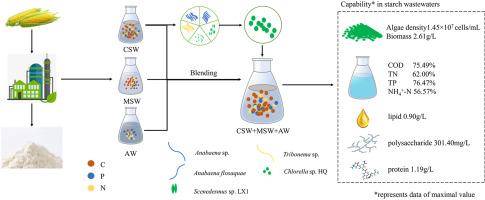 Mixing starch wastewaters to balance nutrients for improving nutrient removal, microalgae growth and accumulation of high value-added products