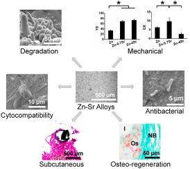 Biodegradable Zn–Sr alloys with enhanced mechanical and biocompatibility for biomedical applications