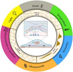 Stimuli-responsive materials: A smart way to study dynamic cell responses