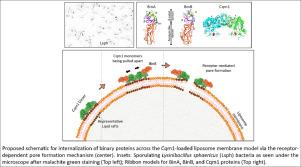 Mosquito-larvicidal Binary (BinA/B) proteins for mosquito control programs —advancements, challenges, and possibilities