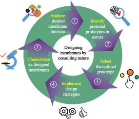 Designing energy-efficient separation membranes: Knowledge from nature for a sustainable future