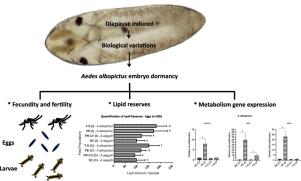 A comparative analysis of Aedes albopictus and Aedes aegypti subjected to diapause-inducing conditions reveals conserved and divergent aspects associated with diapause, as well as novel genes associated with its onset