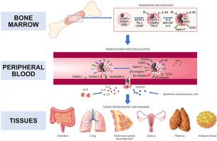 The emerging roles of eosinophils: Implications for the targeted treatment of eosinophilic-associated inflammatory conditions