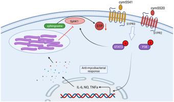 Sphingosine-1-phosphate receptors 2 and 3 reprogram resting human macrophages into M1 phenotype following mycobacteria infection