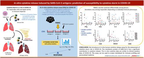 An adaptable in vitro cytokine release assay (CRA): Susceptibility to cytokine storm in COVID-19 as a model