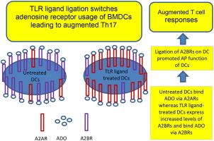 TLR ligand ligation switches adenosine receptor usage of BMDCs leading to augmented Th17 responses in experimental autoimmune uveitis