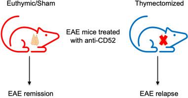 Loss of thymic function promotes EAE relapse in anti-CD52-treated mice