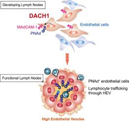 Dach1 transcription factor regulates the expression of peripheral node addressin and lymphocyte trafficking in lymph nodes