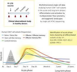 Shared acute phase traits in effector and memory human CD8 T cells